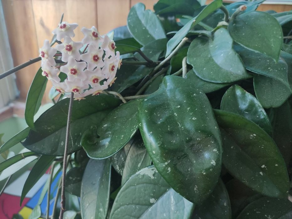 Кімнатні рослини