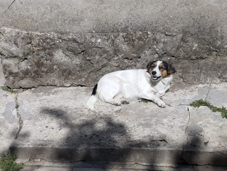 Ищут семью очень звонкие девочки, стерилизованы