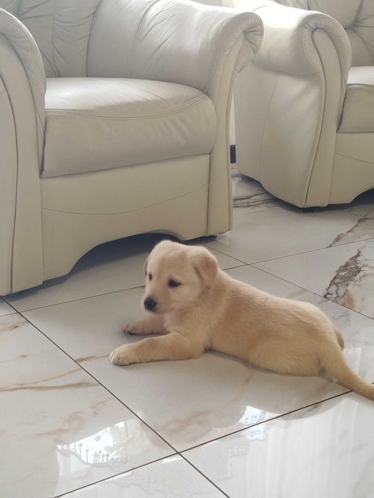 Labrador szczenię tel.-5.7.5.3.0.2.0.3.9.