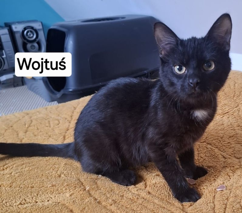 Kociak Wojtuś ok.5 miesięcy do adopcji.