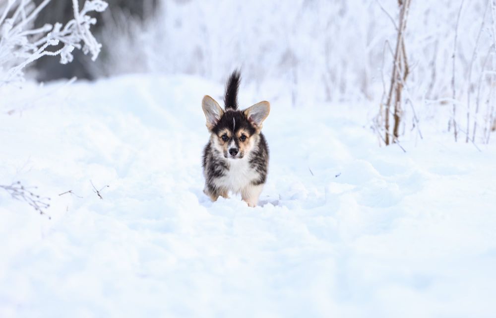 Trzykołowy chłopak Welsh corgi Pembroke
