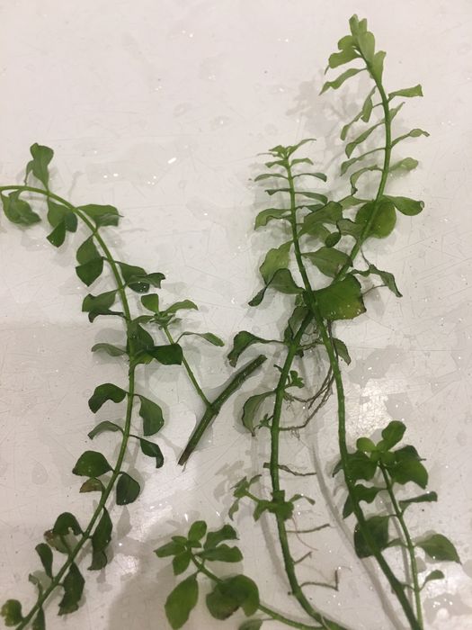 Растения аквариумные