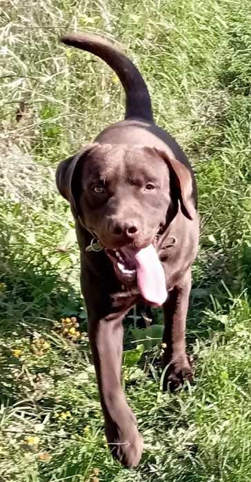 В'язка чистокровний лабрадор шоколадний кобель 4роки