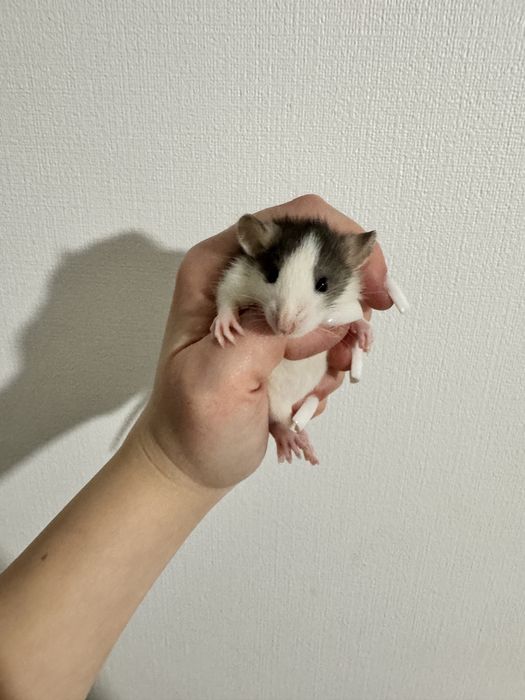 Щурики дамбо, рекси