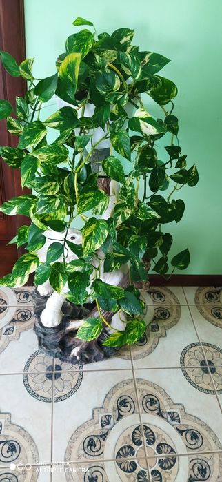 Епіпремнум , сциндапсус  .