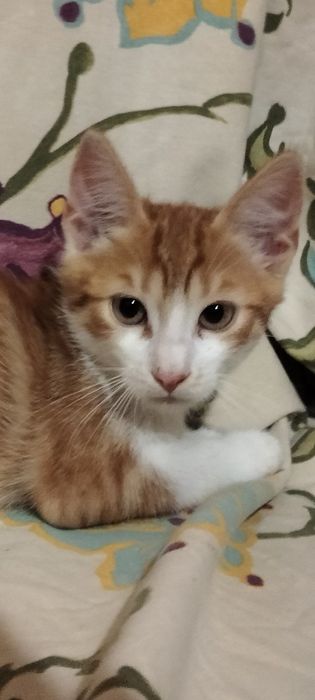 Замечательные котята в замечательные руки, сердца и семьи!!!