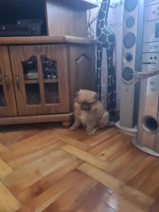 Suczka szpic miniaturowy