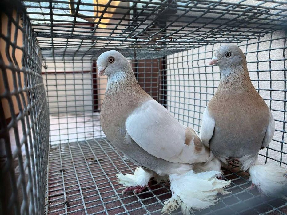 Продам птахів (тигриси, бійцівські)