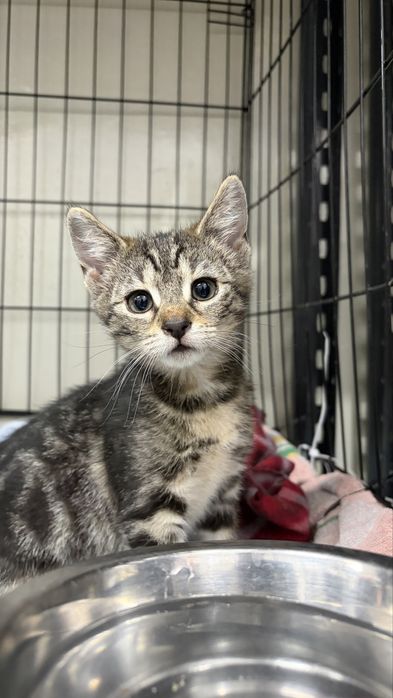Kotki do adopcji