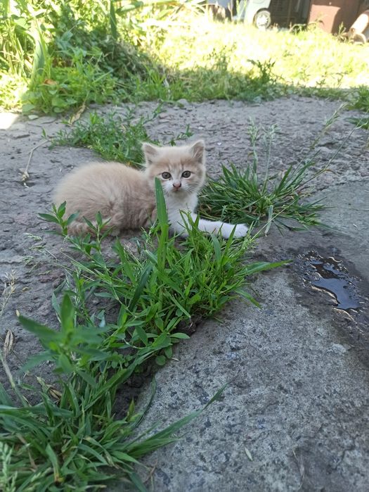 Віддам в добрі руки