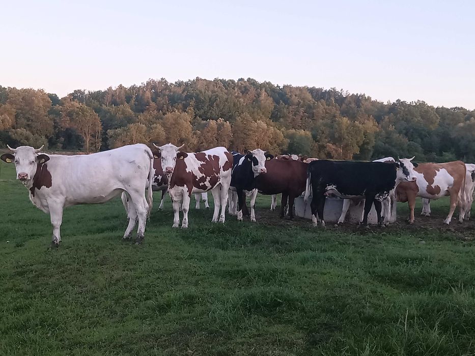 JAŁÓWKA Wysokocielna mleczna,