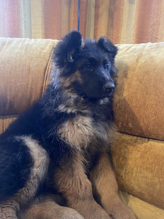 Owczarek Niemiecki długowłosy