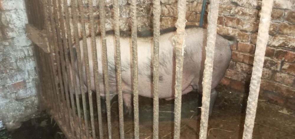 Продам в'єтнамські свині