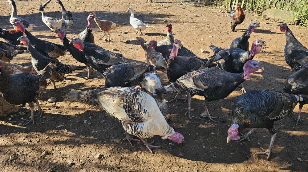 Perus adultos - castanhos ou pretos