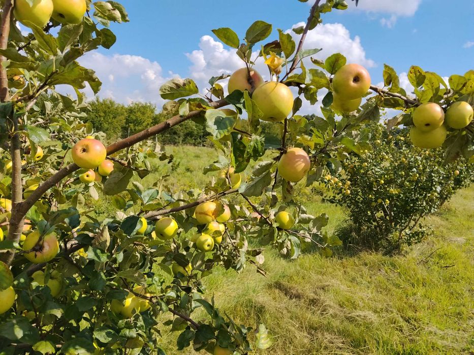 Jabłka kosztele, jarzębina, aronia
