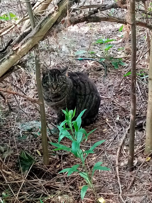 Kuleczka Zuzia, kotka z lasu, szuka cierpliwego domu.