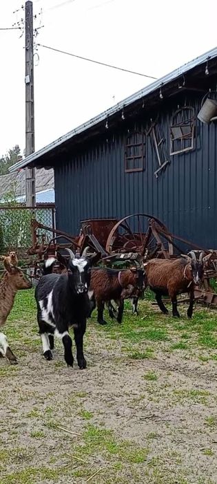 Sprzedam stado kóz miniaturek