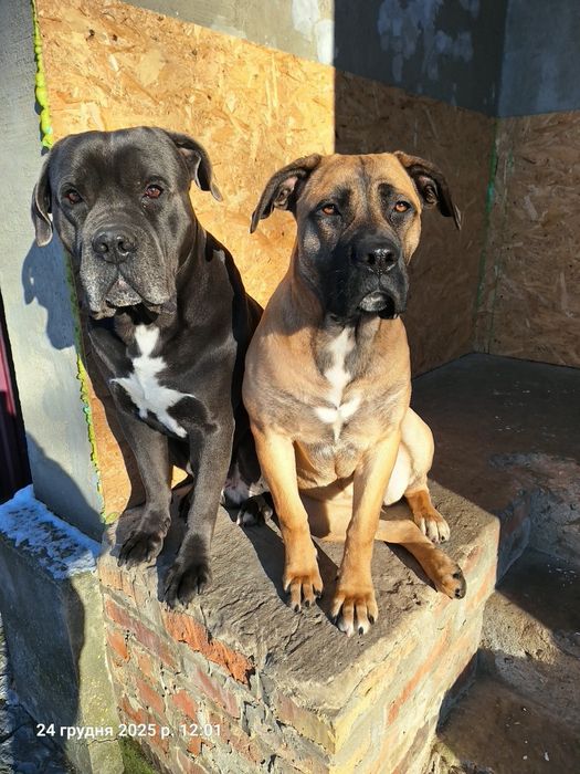 Продам цуценят кане корсо