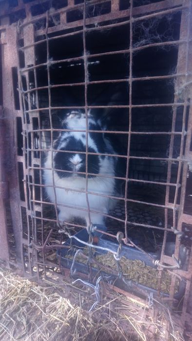 Кролик, кроленя. Рiзнi вiком