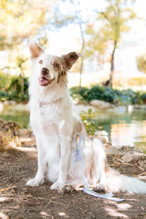 Cadela border collie