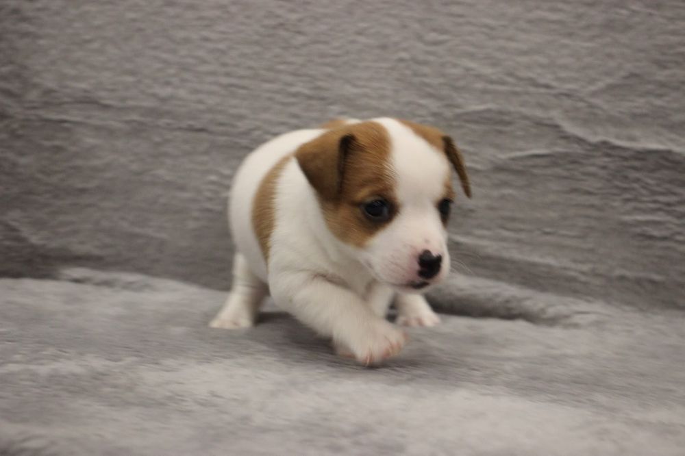 Śliczna sunia Jack Russell Terrier