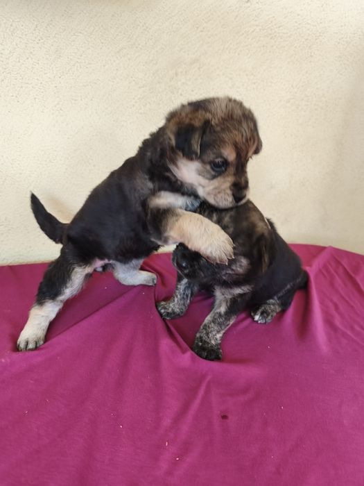 Casal de cães bebés para adoção