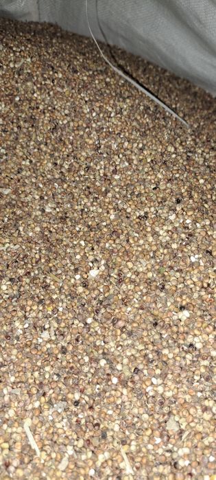 Sorgo paszowe, czerwone, żólte, białe