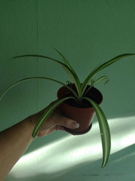 Продам вазон хлорофітум