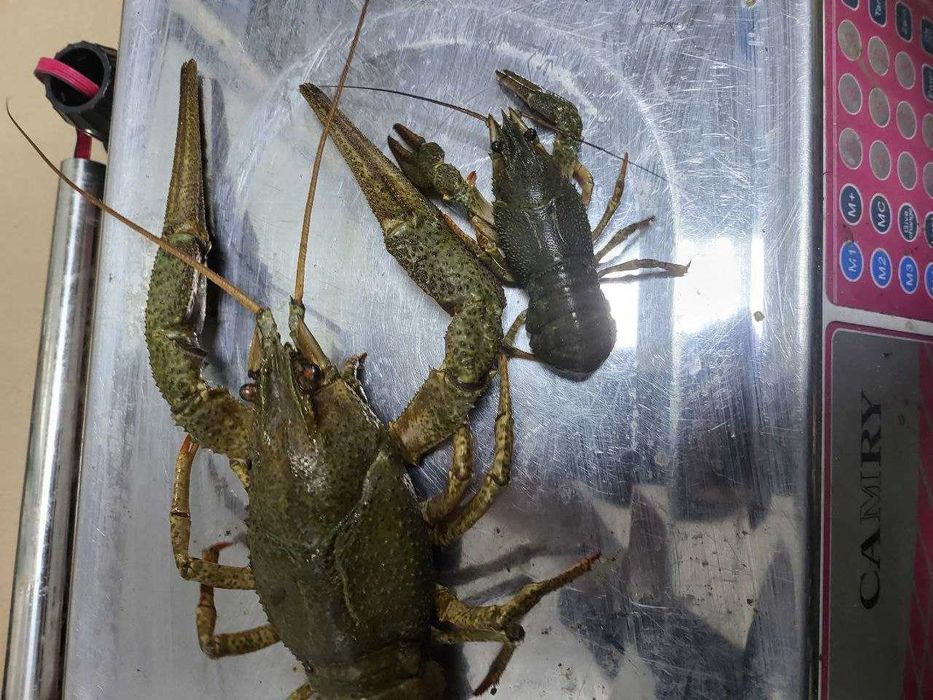 Свіжі РАКИ КОРОЛІ до столу!