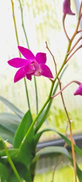 Montagem de Dendrobium  Berry Oda