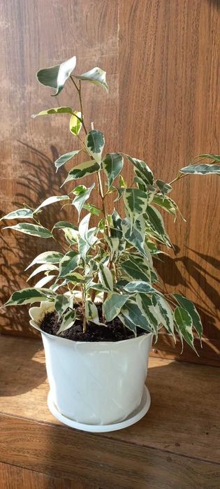 Фикус бенджамина