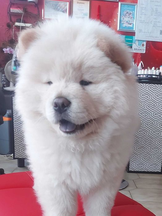 Vendo cachorro Chow Chow