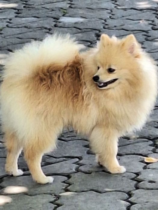 Продається підрощене  цуценя шпіца.