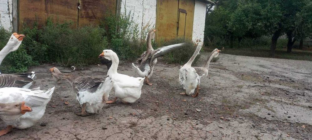 Продам гуси холмогори