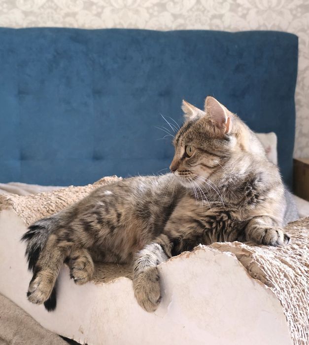 Ласкава молода киця Марго шукає родину