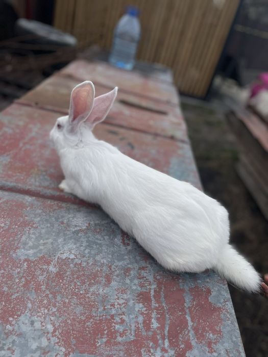 Продам кролики термонці