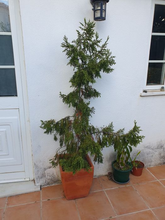 Vendo Cipreste 1,40m