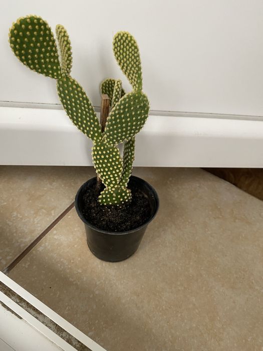 Кактус опунція заячі лапки, Opuntia Monacantha
