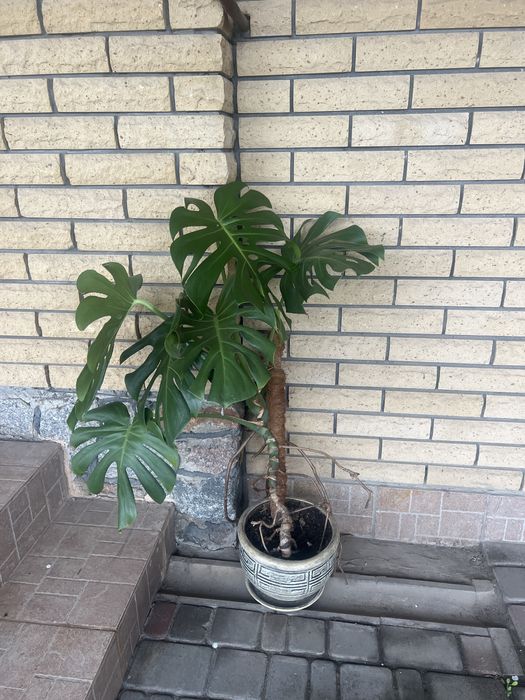 Монстера комнатная