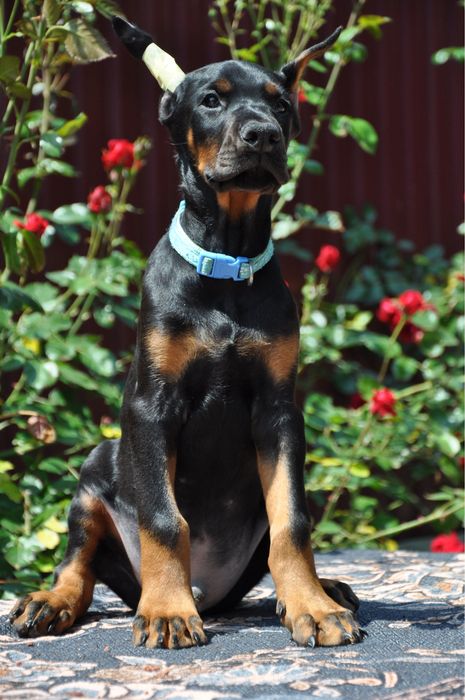 Добермани (розплідник)