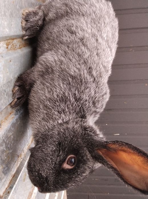 Продам кролі ПСрібло