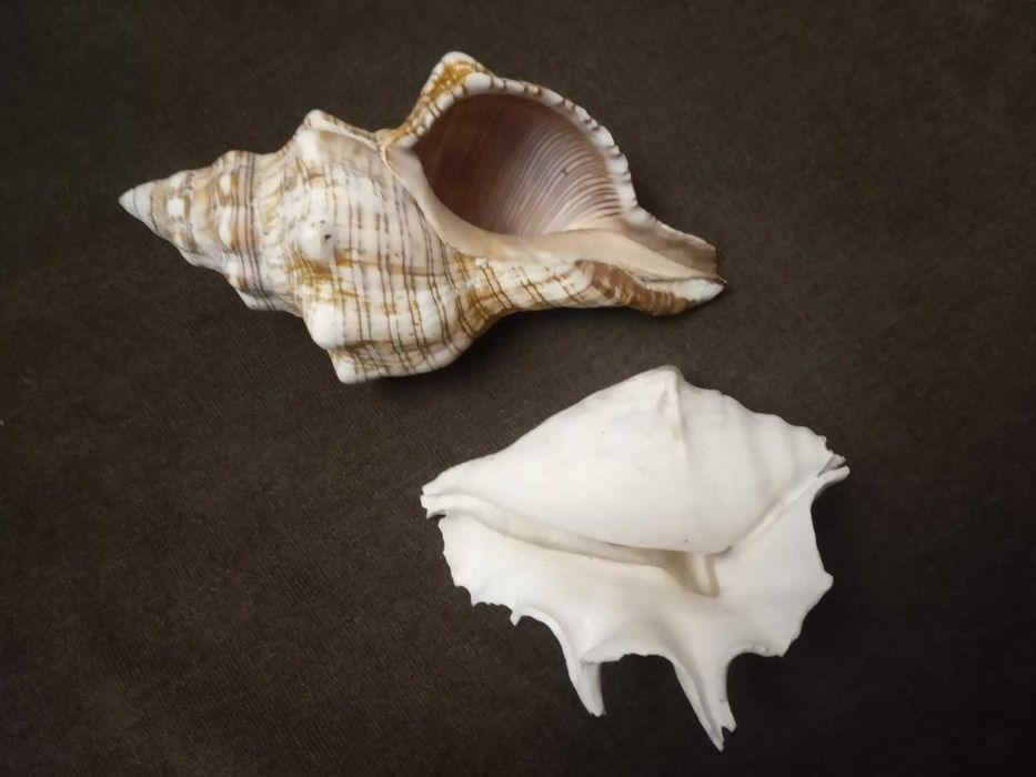 Мушлі для декору та акваріума.