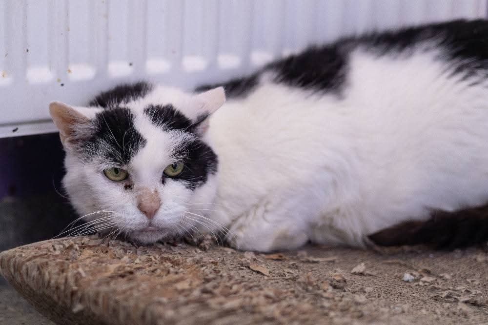 Blanka szuka domku tymczasowego.