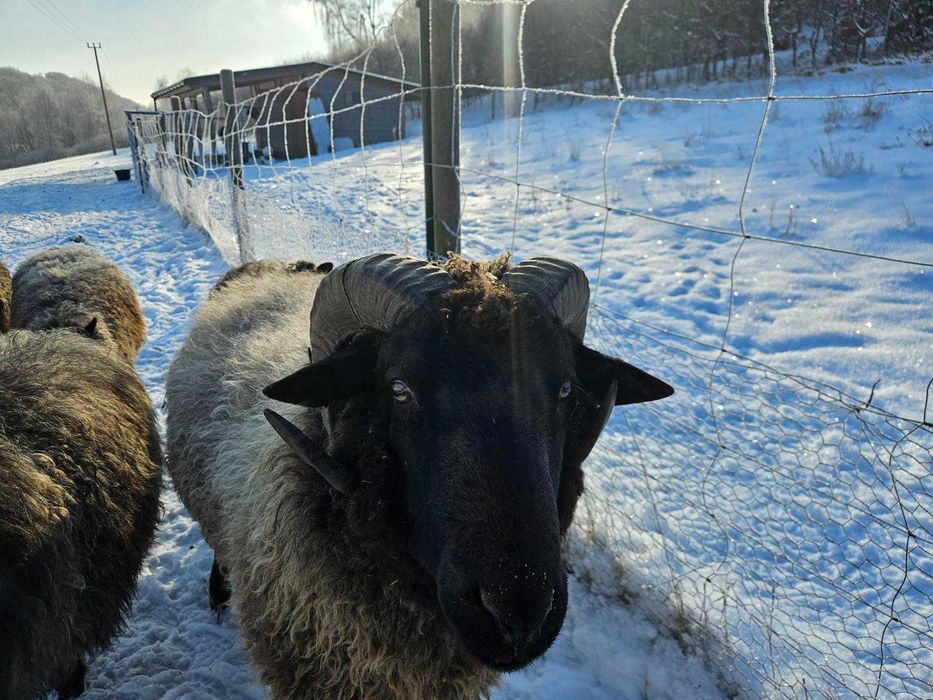 Sprzedam barana wrzosówki