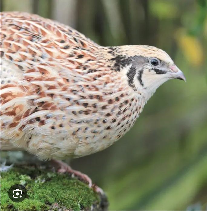 Яйце Інкубаційне