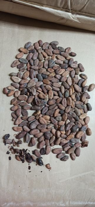 Какао бобы, Cocoa Beans organic, какао-бобы натуральные не жар