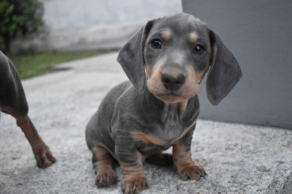 Teckel miniatura prata (blue) acasalar