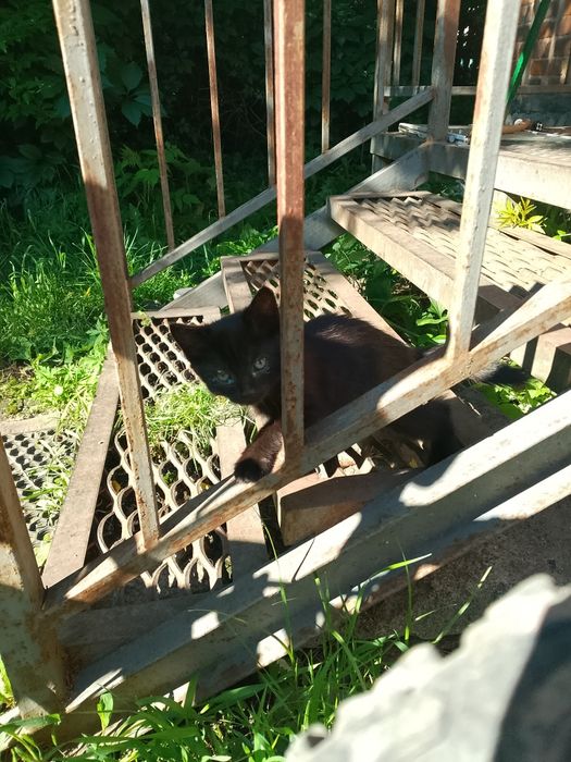 Кошенята,  дівчатка в хороші руки