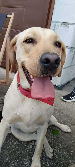 Labrador suczka