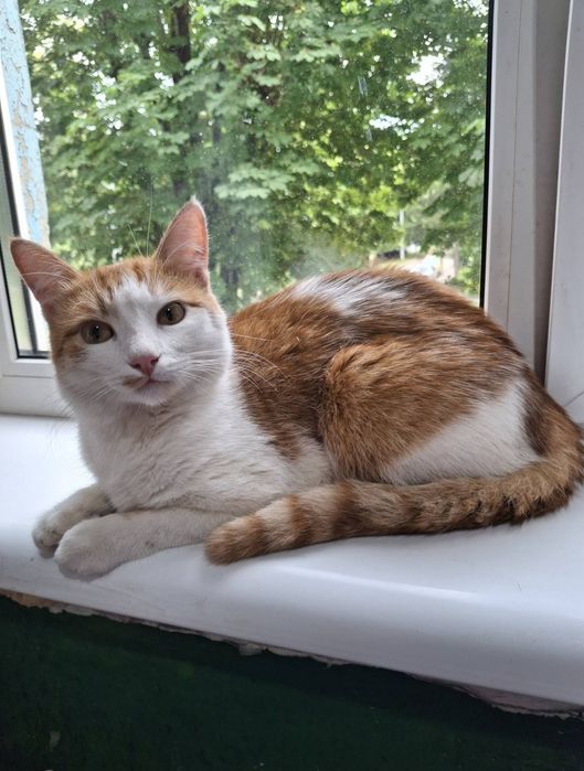 Кастрированный бело-рыжий котёнок-подросток ищет дом! В хорошие руки!